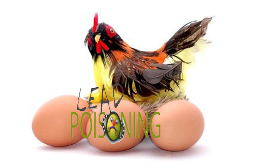 NYC Eggs Contain Lead